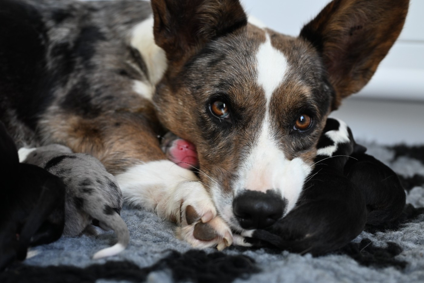 Nos bébés sont nés!