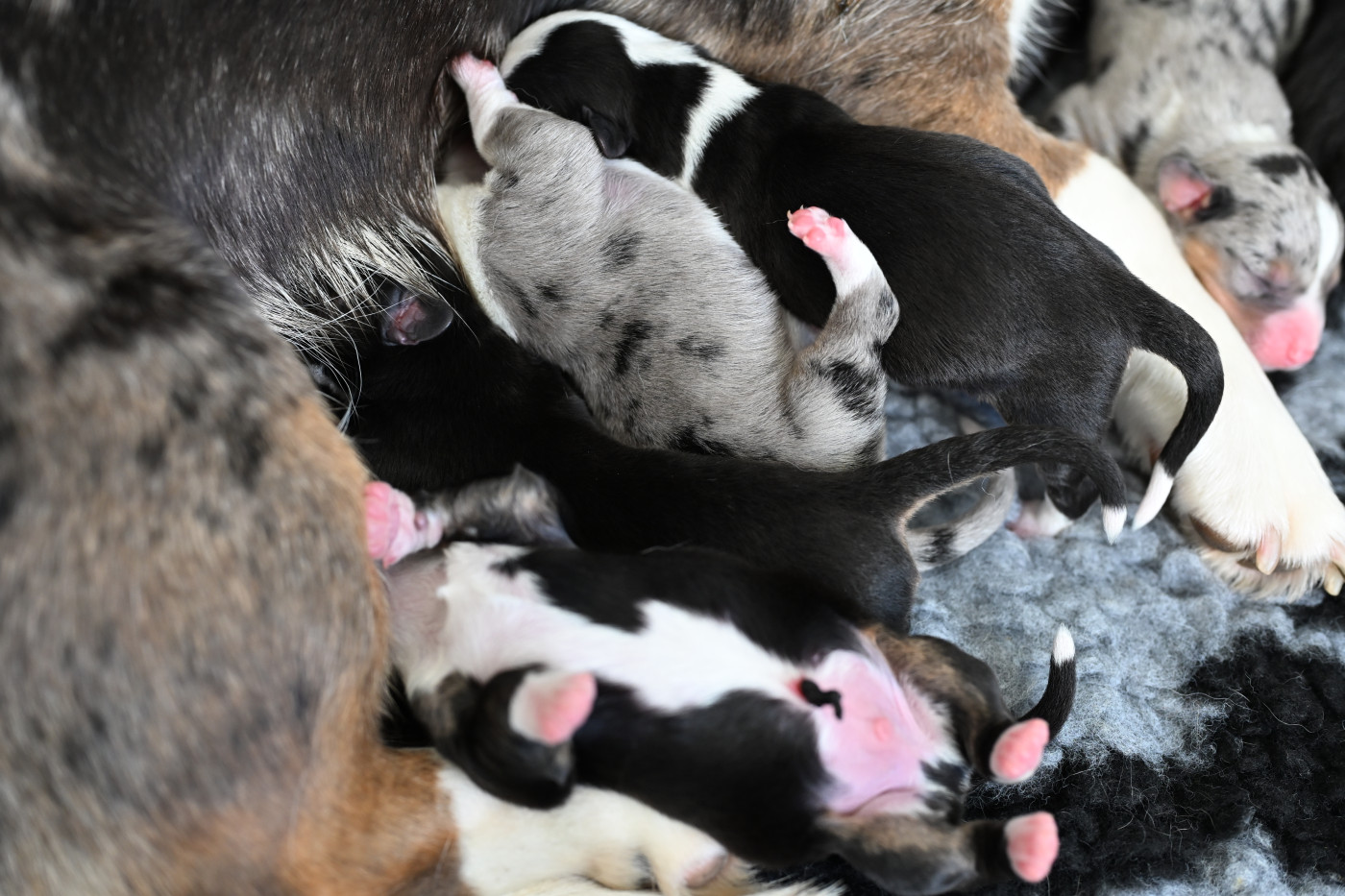 Of Arcadia’s Dream - Welsh Corgi Cardigan - Portée née le 28/03/2026