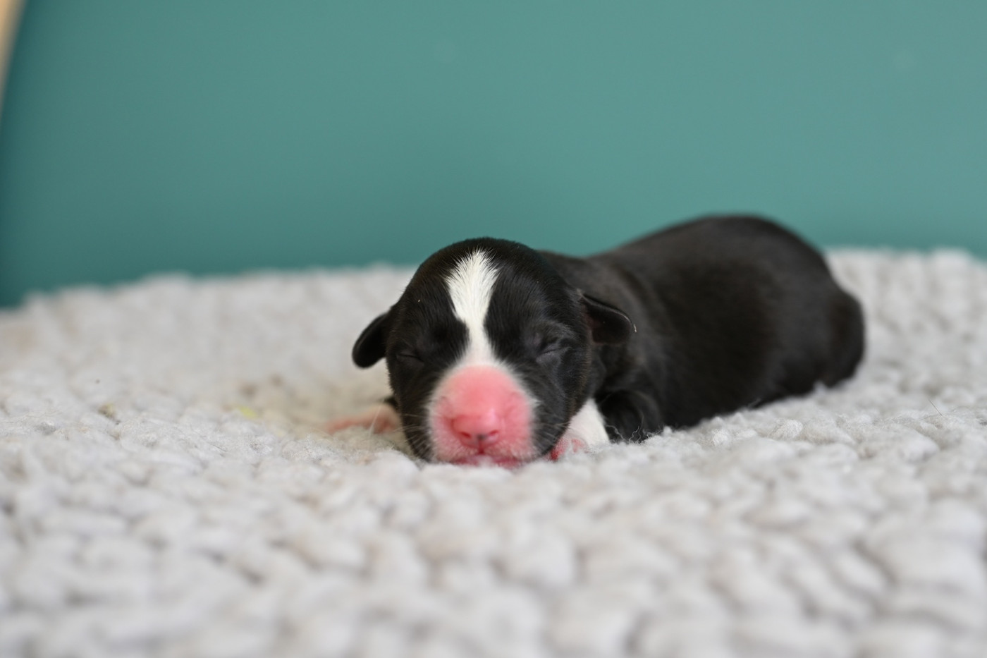 Of Arcadia’s Dream - Chiots disponibles - Welsh Corgi Cardigan