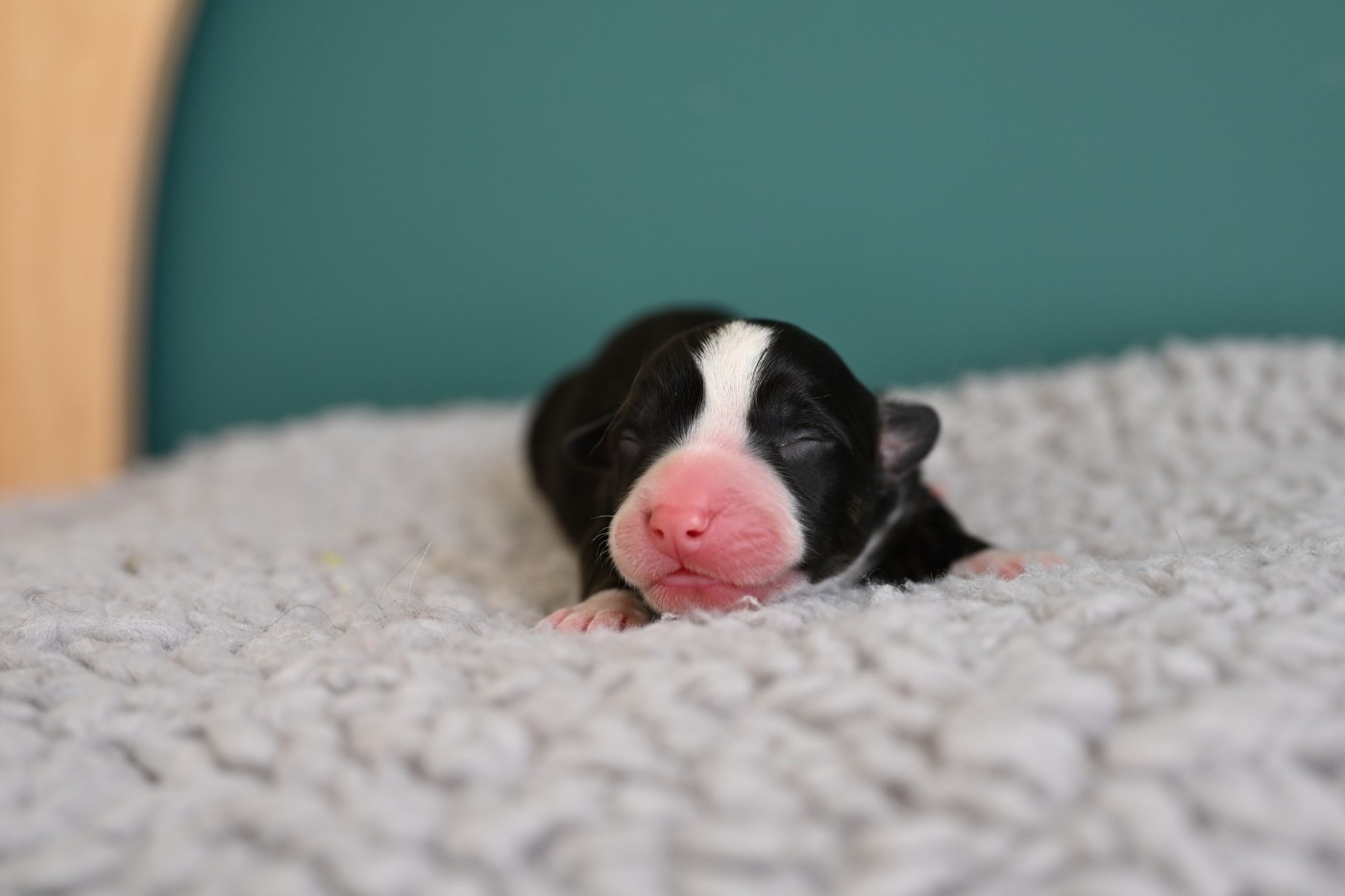 Of Arcadia’s Dream - Chiots disponibles - Welsh Corgi Cardigan