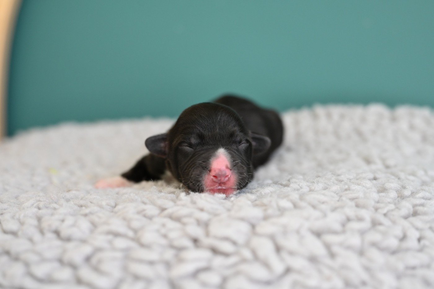 Of Arcadia’s Dream - Chiots disponibles - Welsh Corgi Cardigan