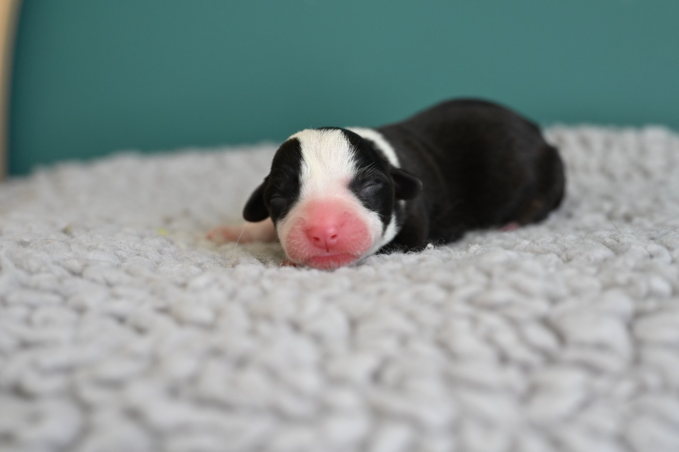 Of Arcadia’s Dream - Chiots disponibles - Welsh Corgi Cardigan