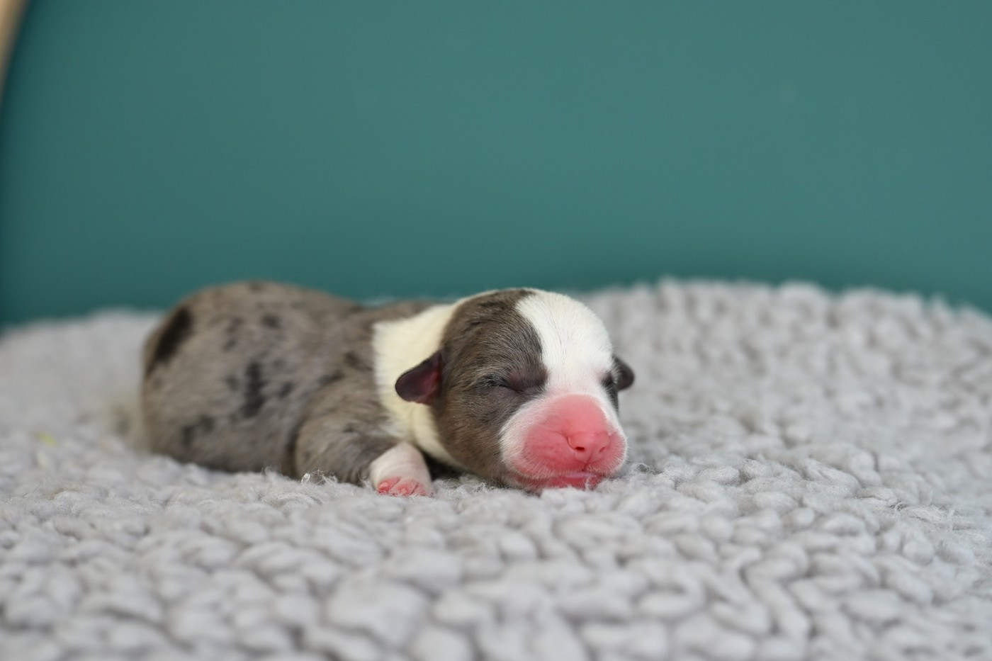 Of Arcadia’s Dream - Chiots disponibles - Welsh Corgi Cardigan