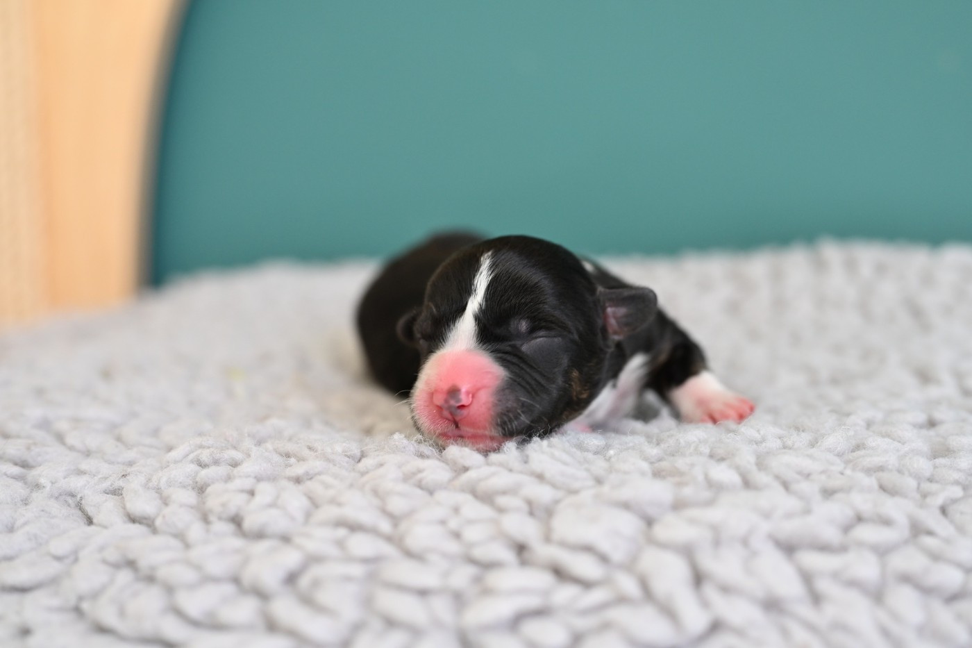 Of Arcadia’s Dream - Chiots disponibles - Welsh Corgi Cardigan