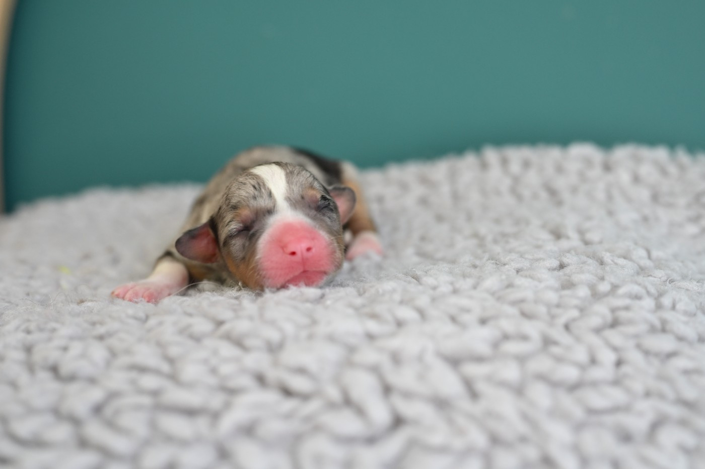 Of Arcadia’s Dream - Chiots disponibles - Welsh Corgi Cardigan