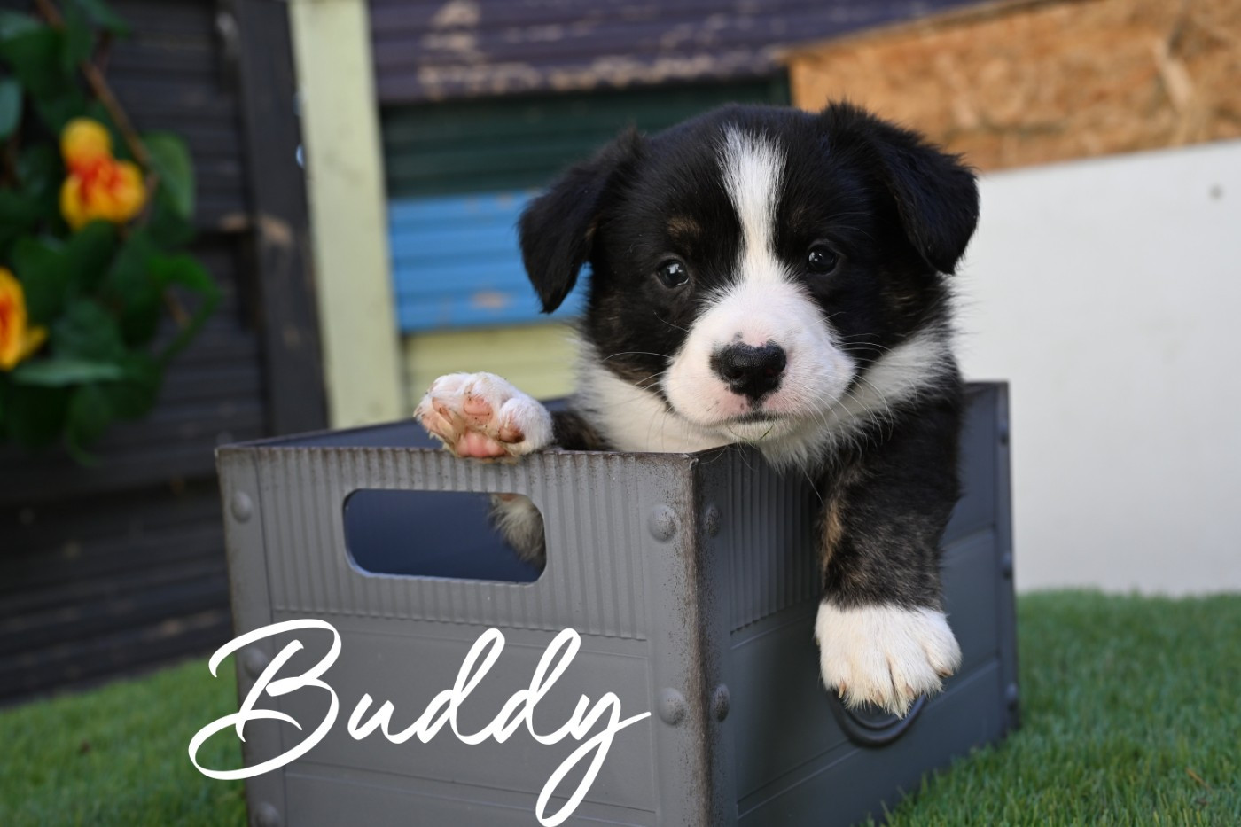 Of Arcadia’s Dream - Chiots disponibles - Welsh Corgi Cardigan