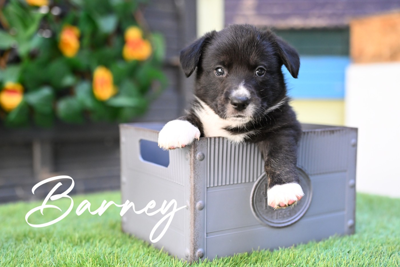 Of Arcadia’s Dream - Chiots disponibles - Welsh Corgi Cardigan