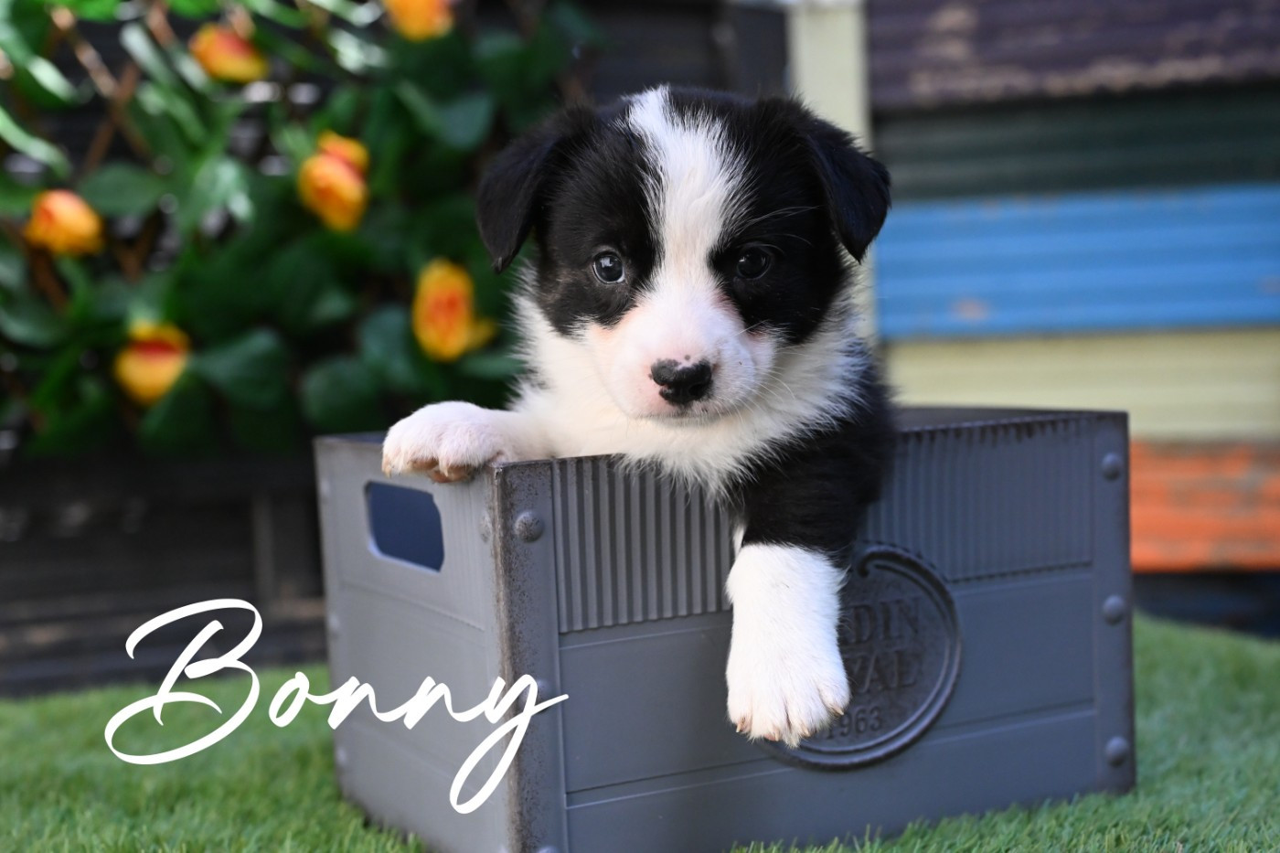 Of Arcadia’s Dream - Chiots disponibles - Welsh Corgi Cardigan