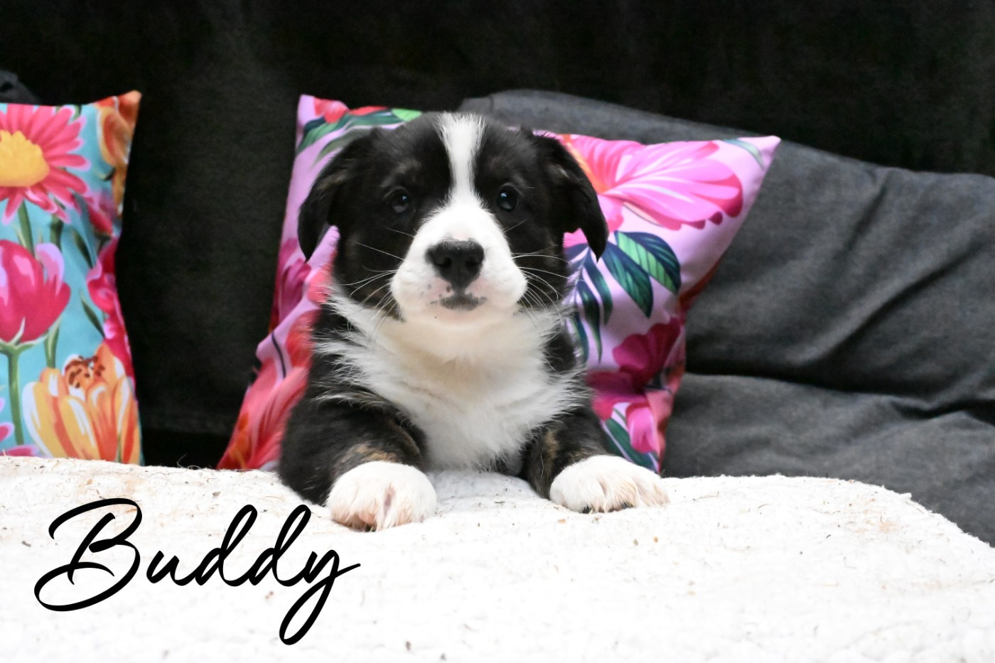 Chiot Welsh Corgi Cardigan Of Arcadia’s Dream